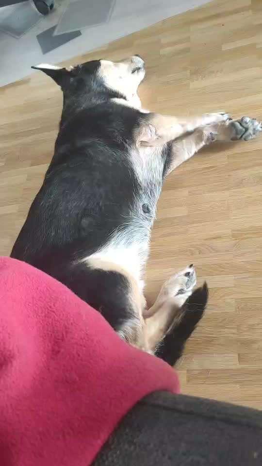 TierschutzhundeStammtisch🐕-Beitrag-Bild