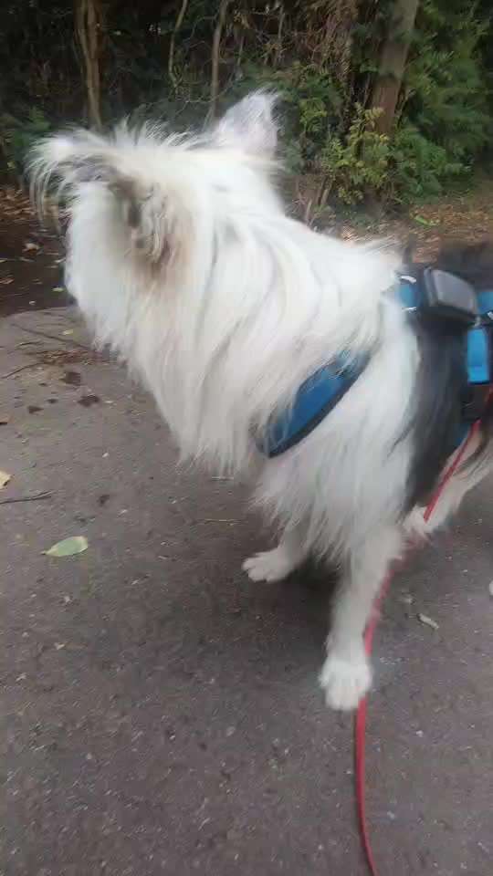 57. Impulskontrollchallenge (Zweiter Anlauf): Tiere beobachten-Beitrag-Bild