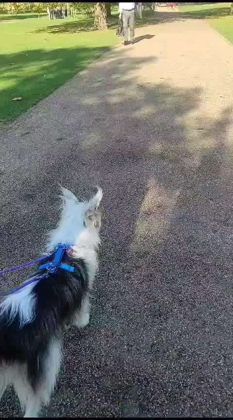 35. Impulskontrollübung "Kontakt mit anderen Tieren"-Beitrag-Bild