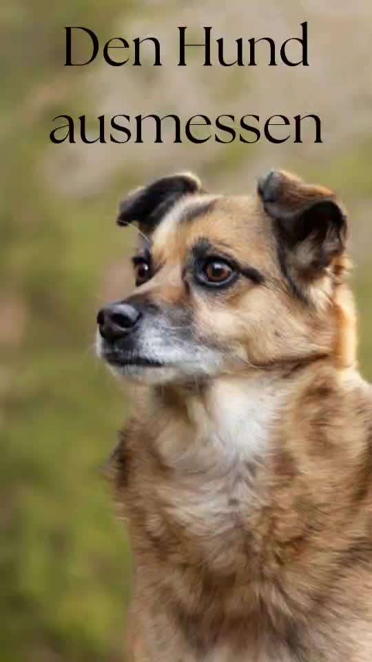 Wie sitzt mein Maulkorb / Maulkorb-Beratung-Beitrag-Bild