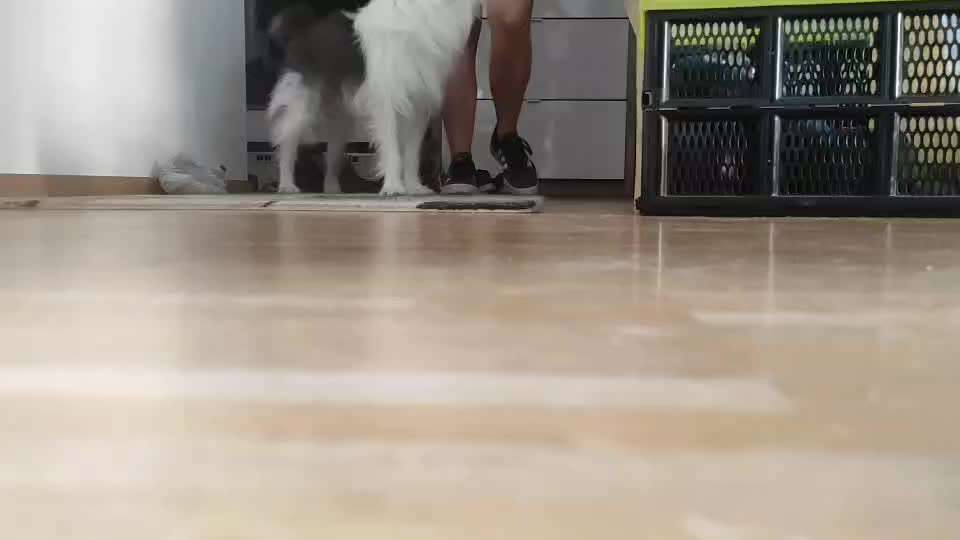 37. Trick-Challenge: Pinguin-Lauf-Beitrag-Bild