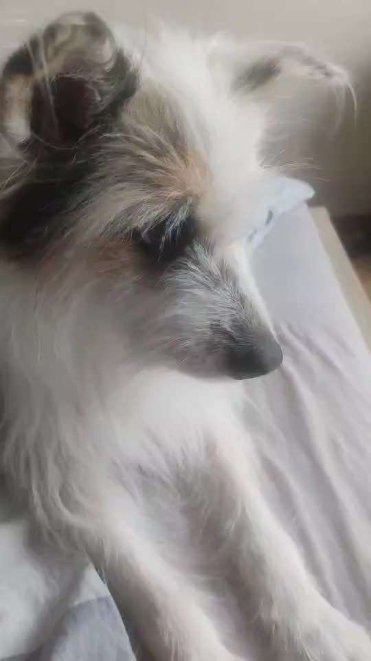 57. Impulskontrollchallenge (Zweiter Anlauf): Tiere beobachten-Beitrag-Bild