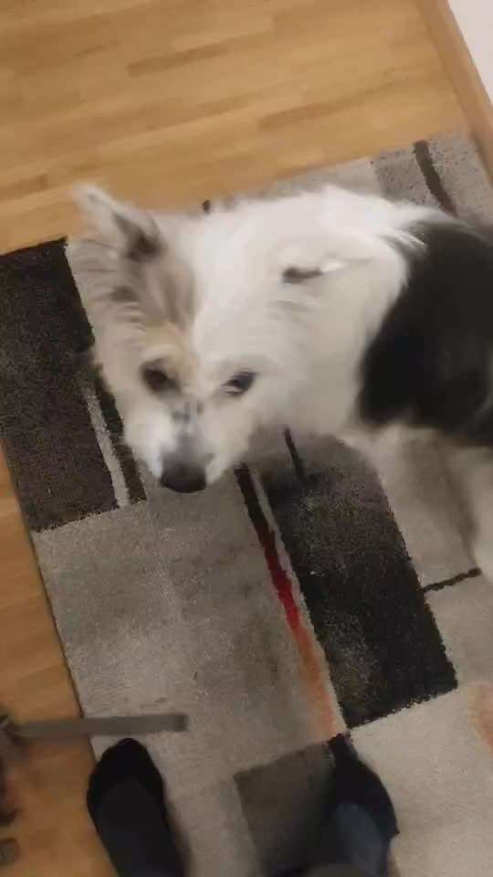 Trick Spiel - ich packe meinen 11. Koffer-Beitrag-Bild