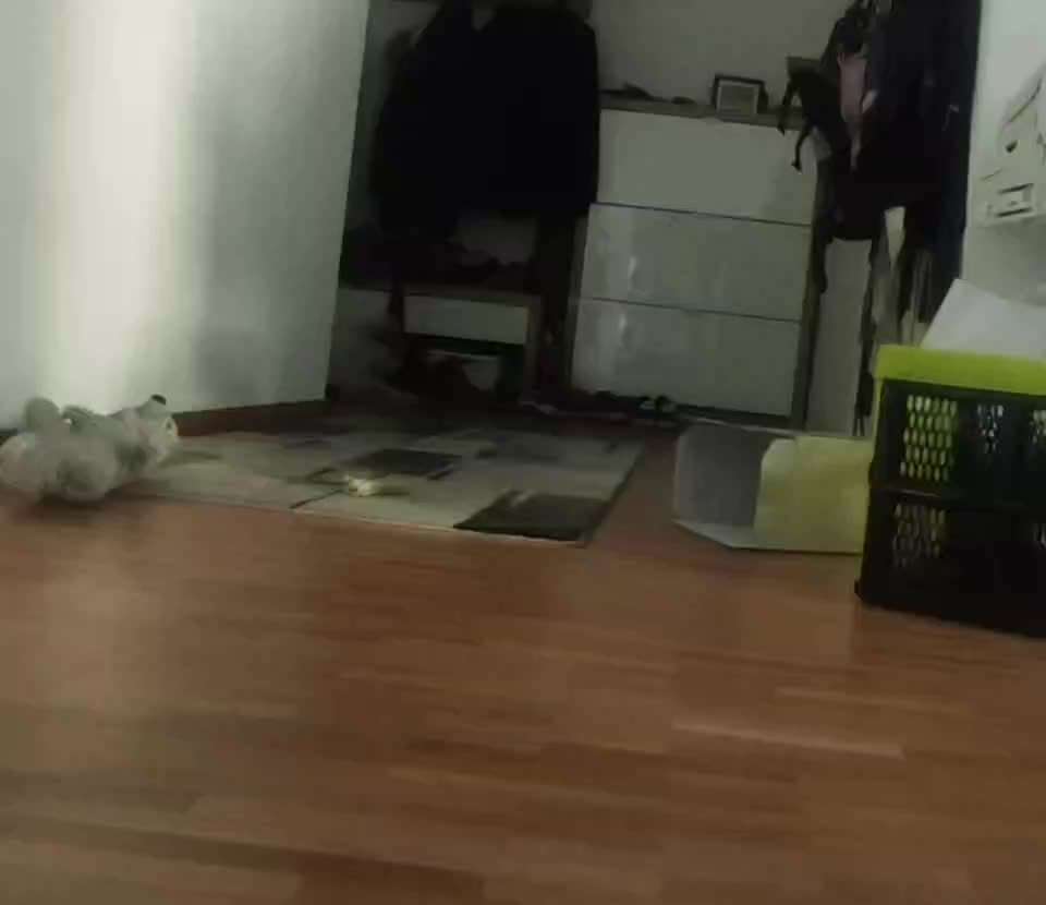 18. Impulskontrollen Challenge - Ding Dong-Beitrag-Bild