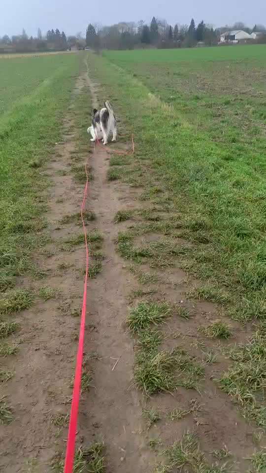 TierschutzhundeStammtisch🐕-Beitrag-Bild