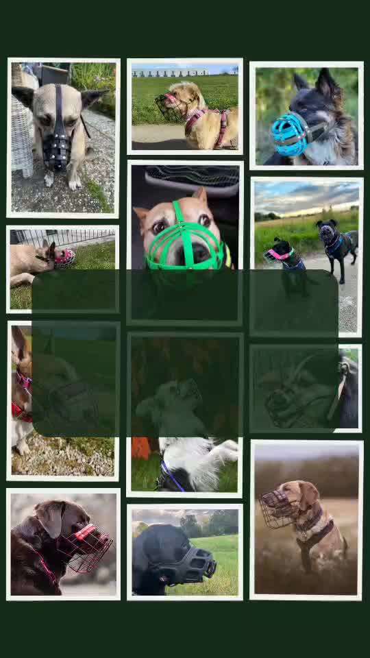 Wie sitzt mein Maulkorb / Maulkorb-Beratung-Beitrag-Bild