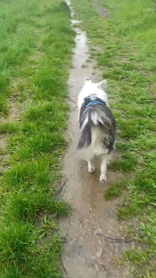 TierschutzhundeStammtisch🐕-Beitrag-Bild