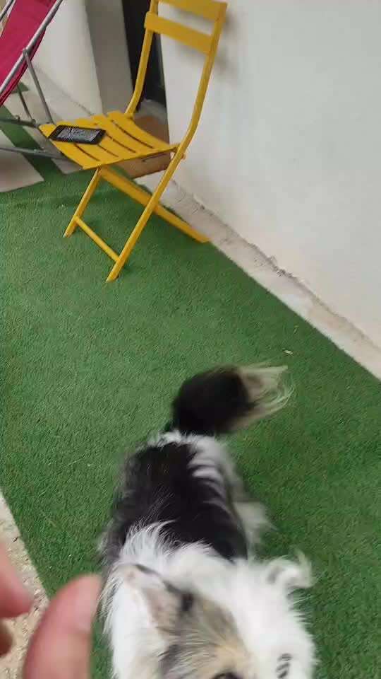 Impulskontrolle Challenge Nr. 11 "Bleib mit Ablenkung"-Beitrag-Bild