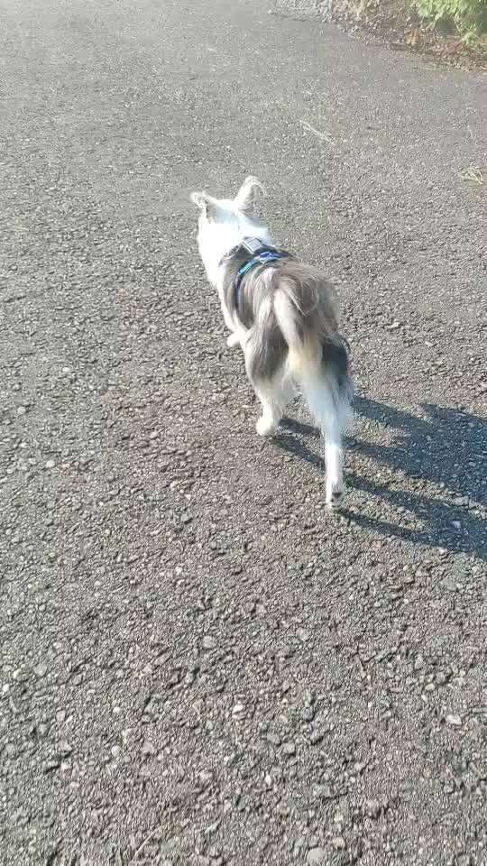 TierschutzhundeStammtisch🐕-Beitrag-Bild