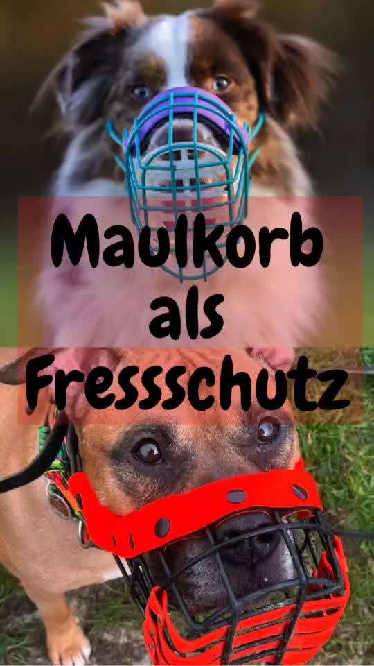 Wie sitzt mein Maulkorb / Maulkorb-Beratung-Beitrag-Bild