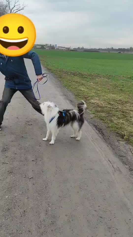 45. Tricktraining - Apportieren-Beitrag-Bild