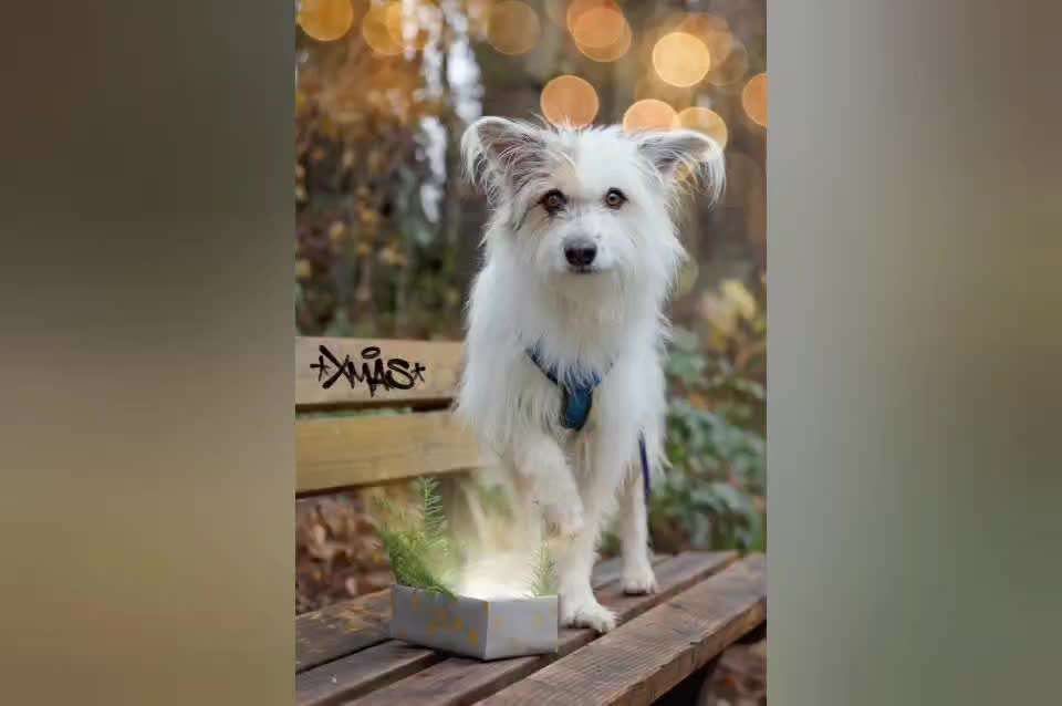 Action-Fun Hund- Aventskalender-Beitrag-Bild