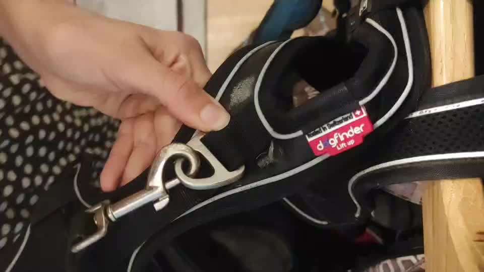 Wie passiert es, dass Hunde entlaufen/verschwinden?-Beitrag-Bild