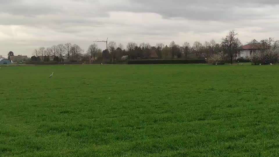 Impulskontrolle Challenge Nr . 6: ohne Befehle-Beitrag-Bild