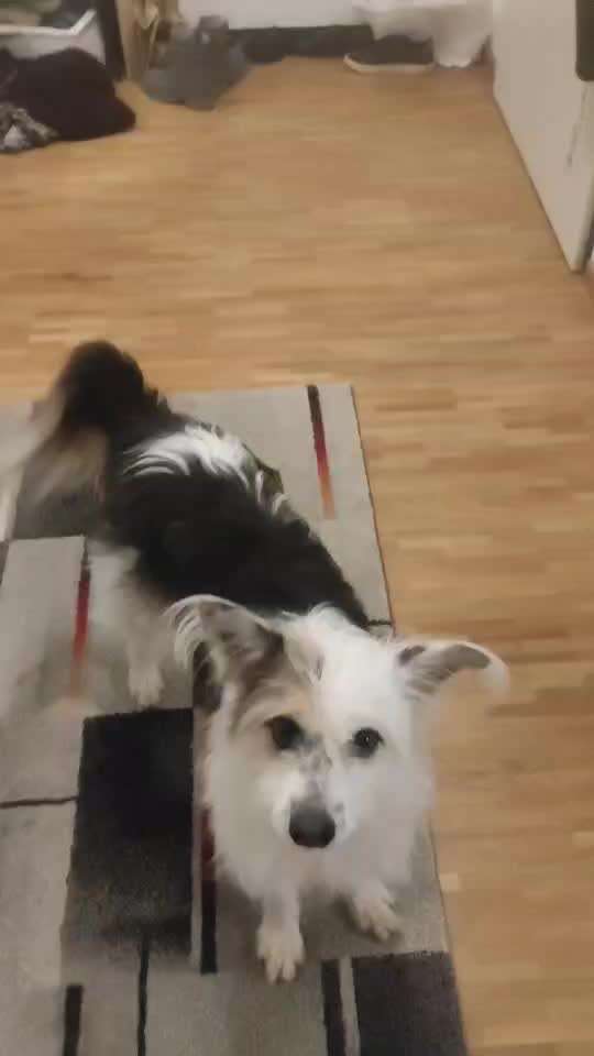 44.Tricktraining ,, Pfote auf Target,,-Beitrag-Bild