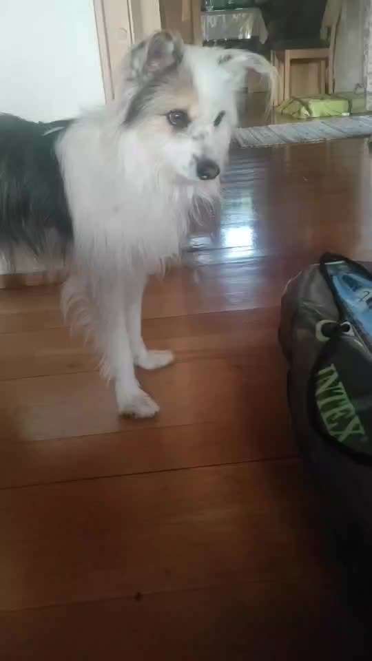 TierschutzhundeStammtisch🐕-Beitrag-Bild