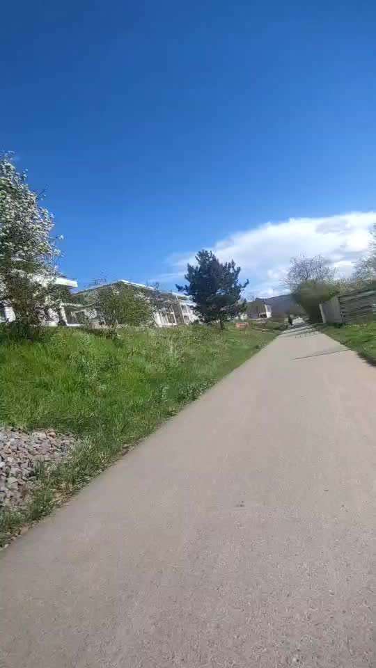 31. Impulskontrollübung: Artgenossen-Beitrag-Bild