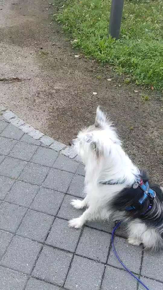 TierschutzhundeStammtisch🐕-Beitrag-Bild