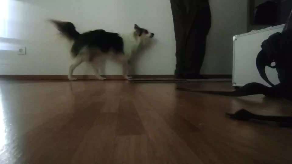 Trick Challenge Nr. 28: Slalom rückwärts-Beitrag-Bild