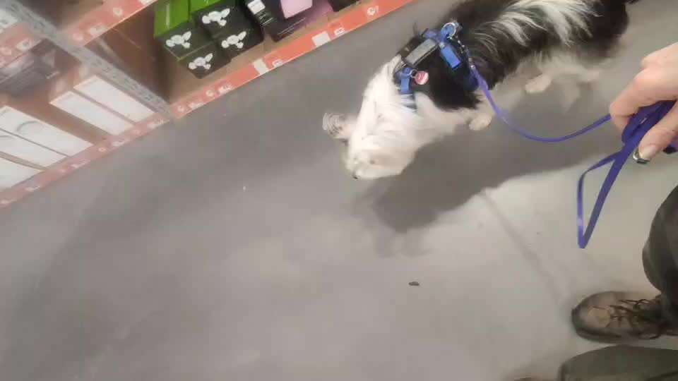 TierschutzhundeStammtisch🐕-Beitrag-Bild