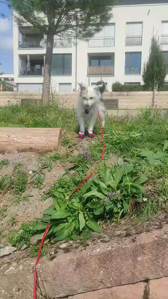 TierschutzhundeStammtisch🐕-Beitrag-Bild
