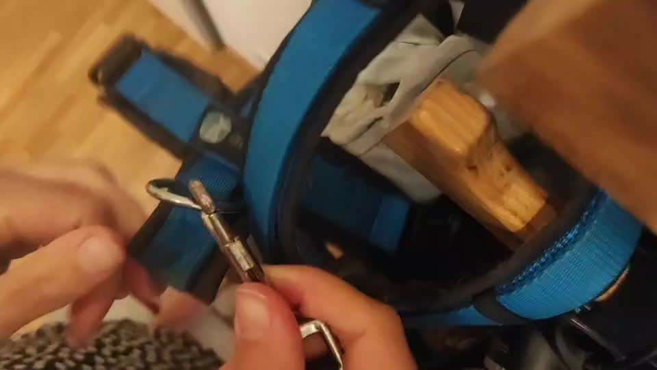 Wie passiert es, dass Hunde entlaufen/verschwinden?-Beitrag-Bild