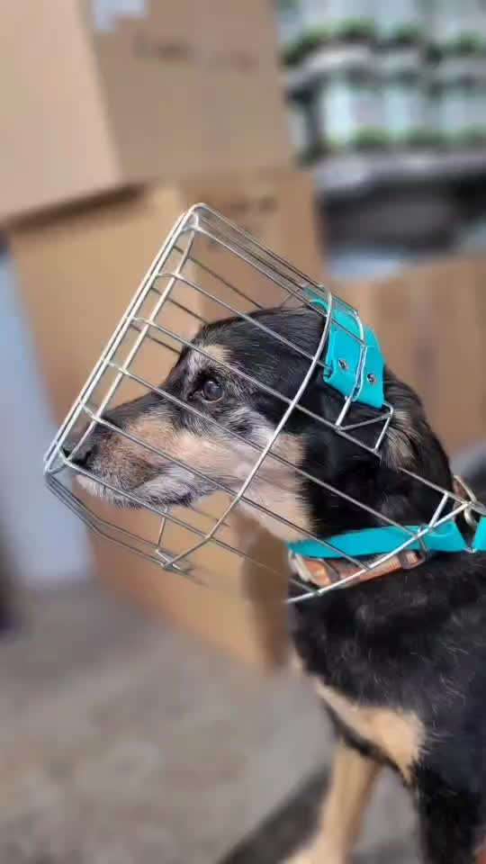 Wie sitzt mein Maulkorb / Maulkorb-Beratung-Beitrag-Bild