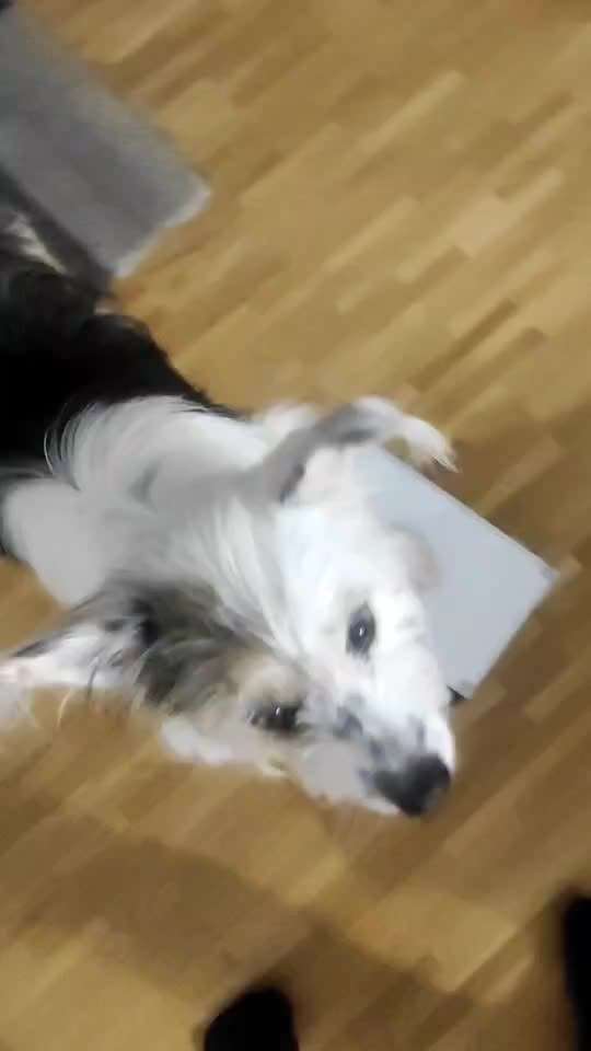 Trick Challenge 24 ,,Elefantentrick"-Beitrag-Bild