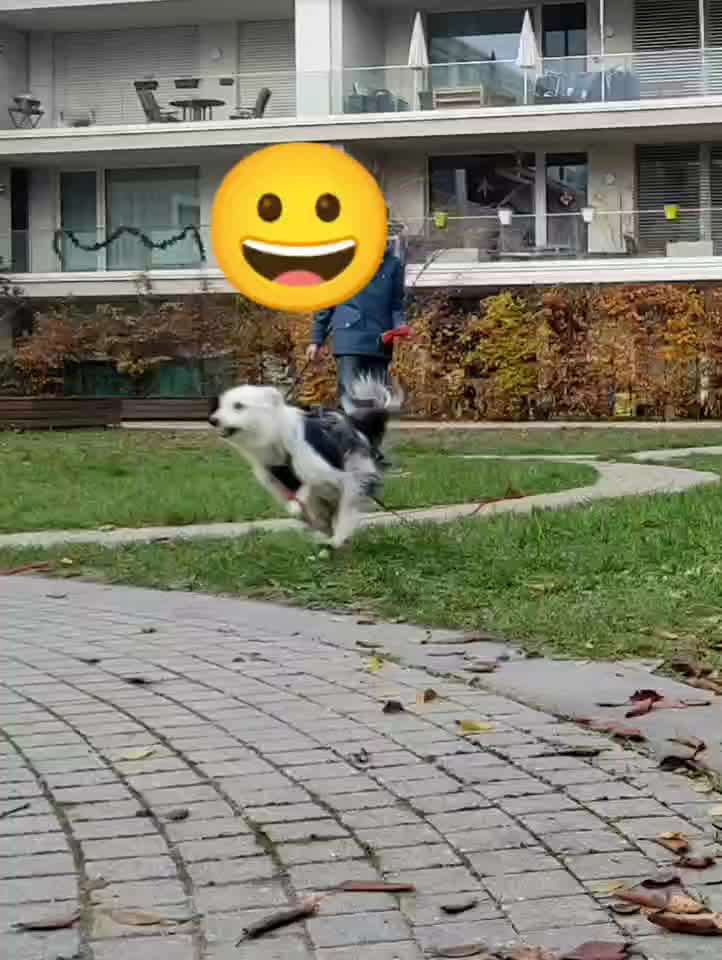 Impulskontrolle-Challenge Nr. 2: Vorbei laufen-Beitrag-Bild