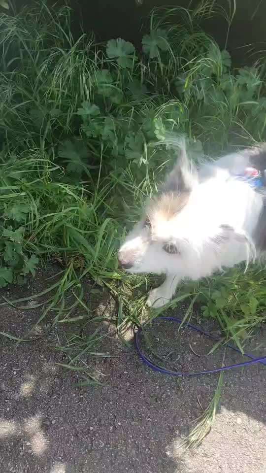 TierschutzhundeStammtisch🐕-Beitrag-Bild