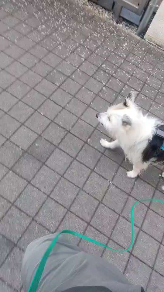 Toolbox zur Unterstützung gestresster Hunde-Beitrag-Bild