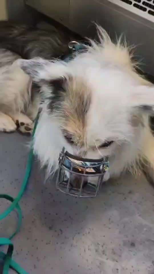 51. Impulskontrollchallenge: Maulkorb/ Ausrüstungsgegenstand tolerieren-Beitrag-Bild