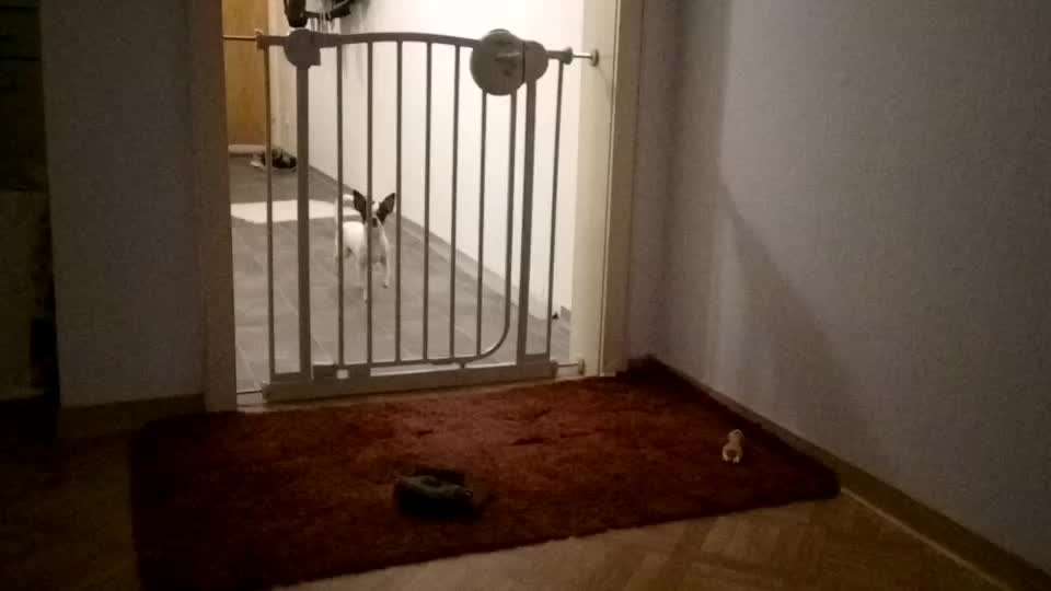 Zeigt hier Euer liebstes Video Eurer Hunde-Beitrag-Bild