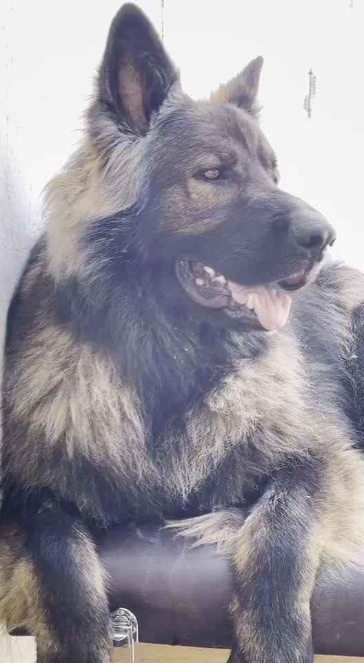 Deutsche Schäferhunde, Belgische Schäferhunde.-Beitrag-Bild