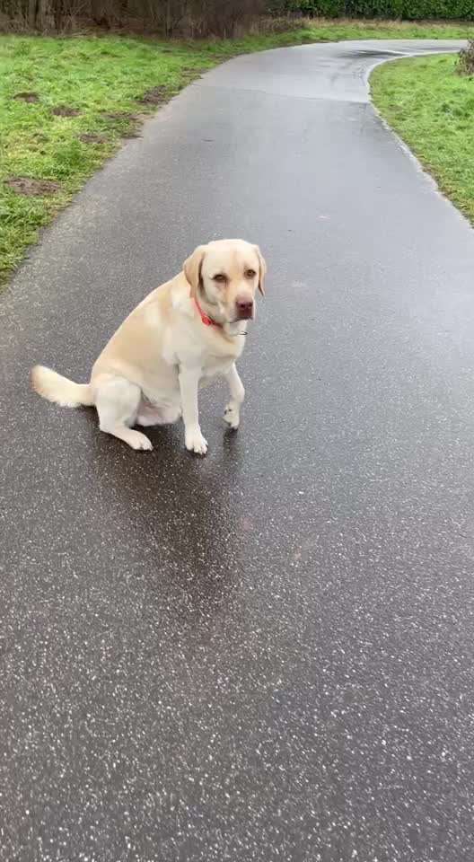 Impulskontrollübung 67: Laufbilder mit dem Hund 📸-Beitrag-Bild