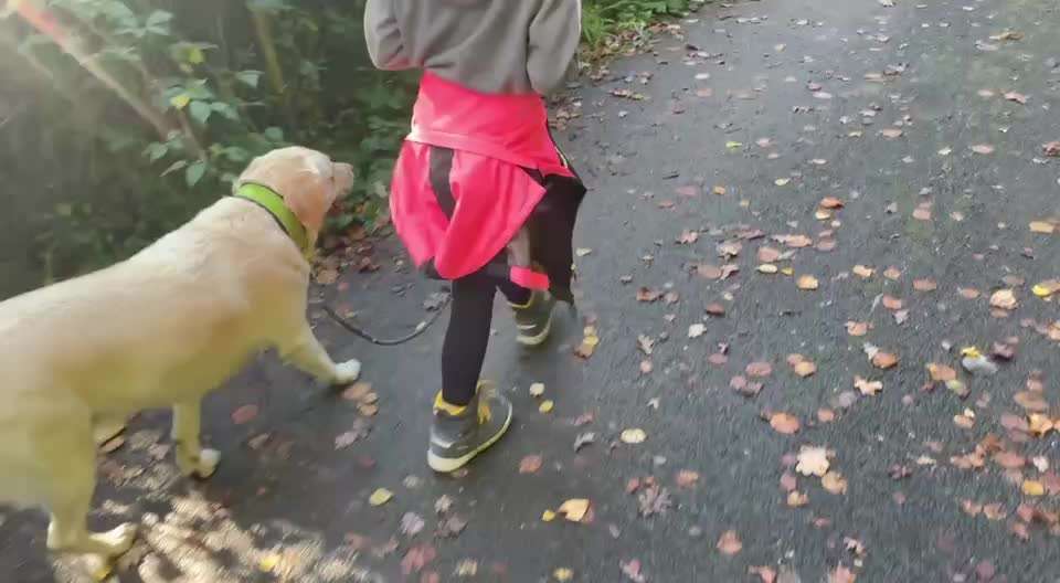 Nr. 71 - Leinenführigkeit (Impulskontrollübung)-Beitrag-Bild