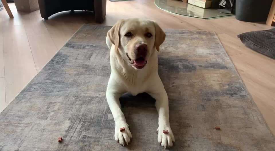 59. Impulskontrollchallenge " Qual der Wahl"-Beitrag-Bild