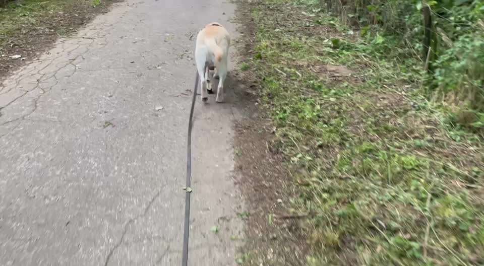 51. Video challenge - Dein Hund beim Spaziergang-Beitrag-Bild