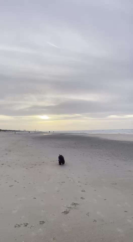 Video-Challenge Nr. 7 
Dein Hund mit Spielzeug-Beitrag-Bild