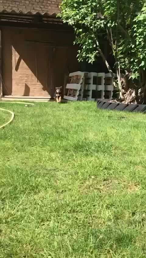 Welpen Bilder !-Beitrag-Bild