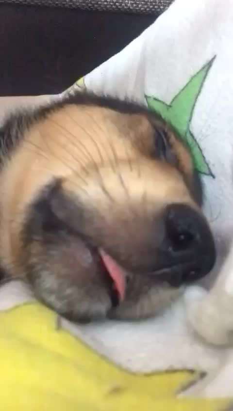 Welpen Bilder !-Beitrag-Bild