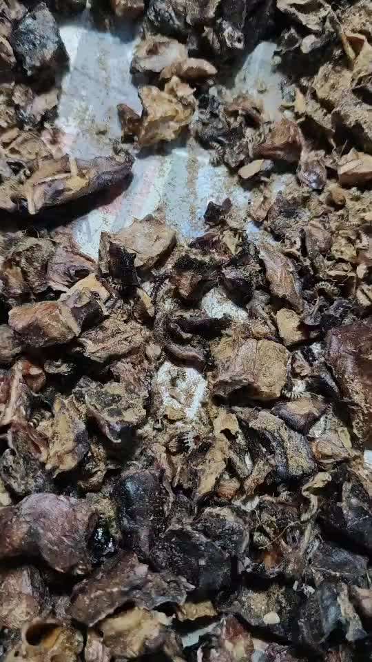 Trainingshappen Rinderlunge,Tierchen-Beitrag-Bild