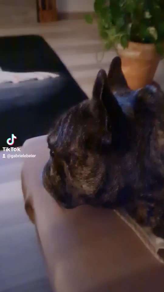 Hier ist der Spaßthread. Zum Schmunzeln und Kaputtlachen-Beitrag-Bild