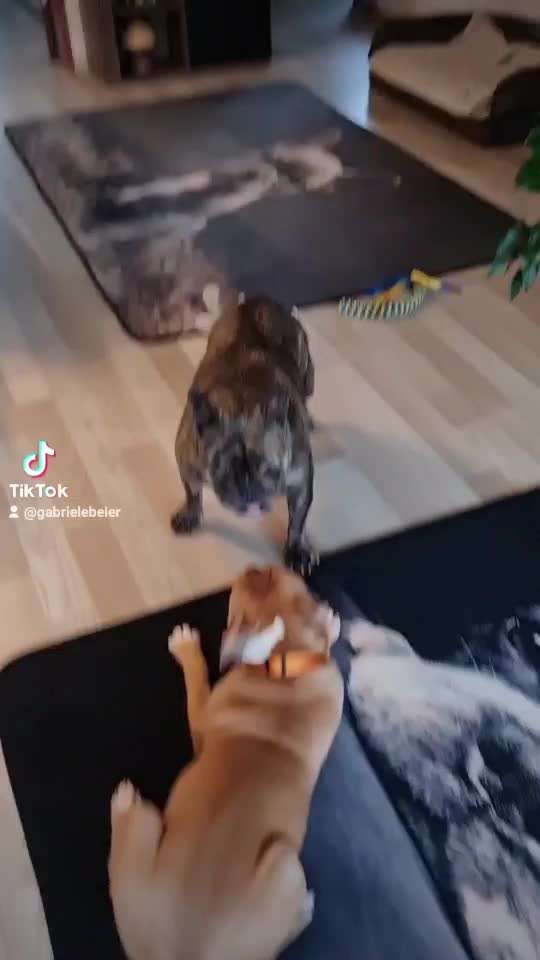 Hier ist der Spaßthread. Zum Schmunzeln und Kaputtlachen-Beitrag-Bild