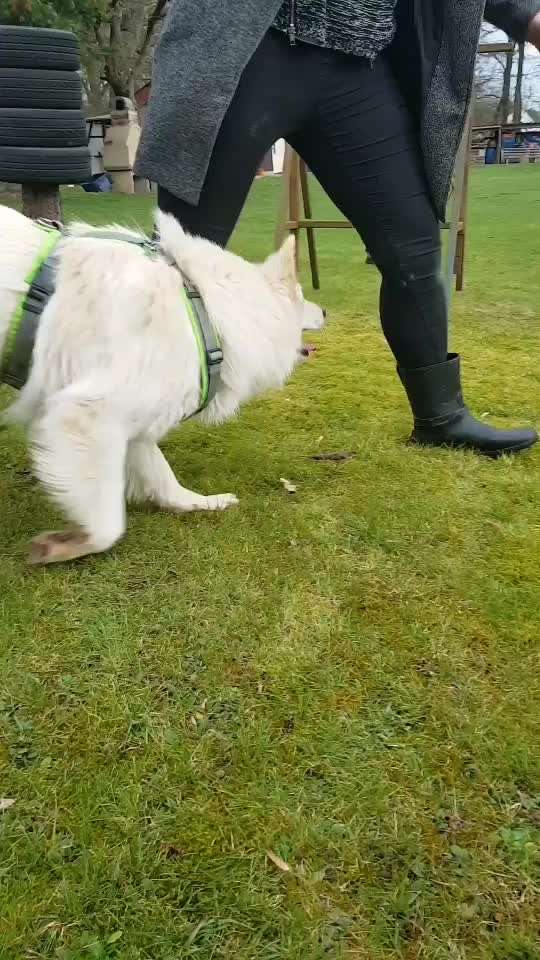 Dogorama Blog Challenge: Hundetricks-Beitrag-Bild