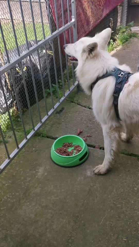 Marotten des Hundes beim Fressen-Beitrag-Bild