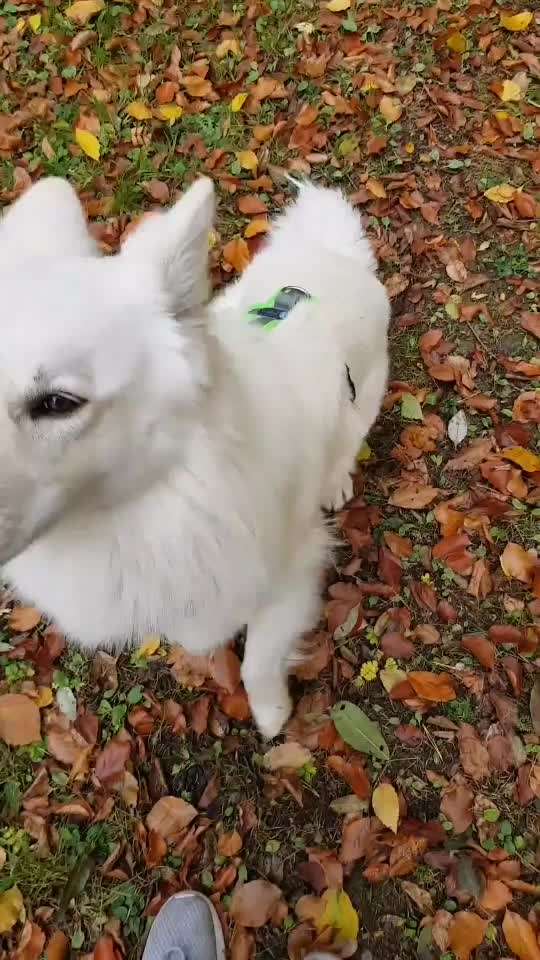 Dogorama Blog Challenge: Hundetricks-Beitrag-Bild