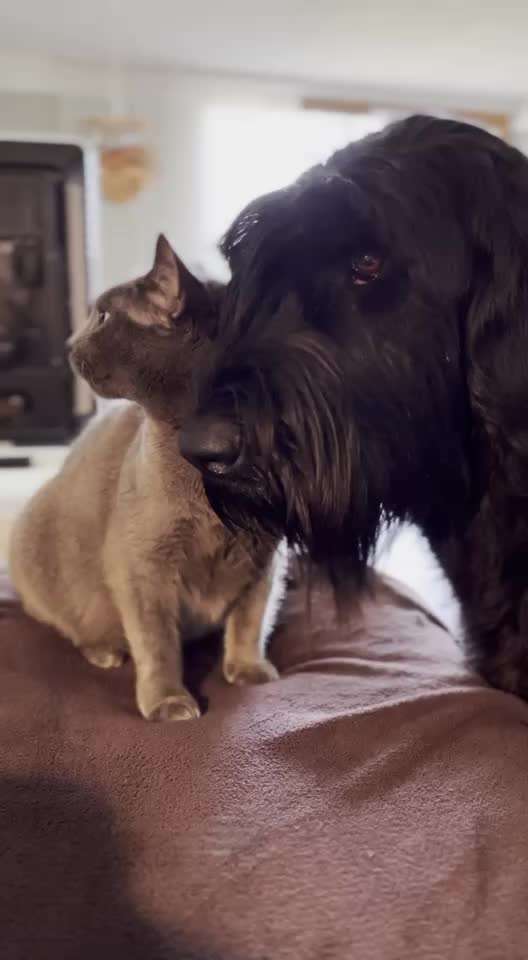 Wo sind die Riesenschnauzer?-Beitrag-Bild