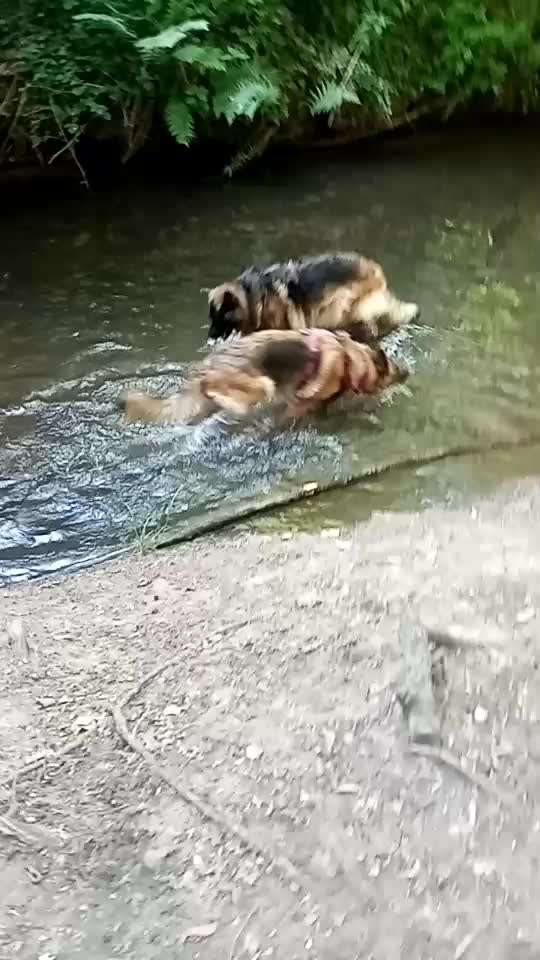 Alles rund um den Schäferhund, diskutieren erwünscht.-Beitrag-Bild