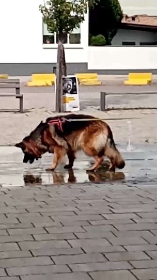 Alles rund um den Schäferhund, diskutieren erwünscht.-Beitrag-Bild